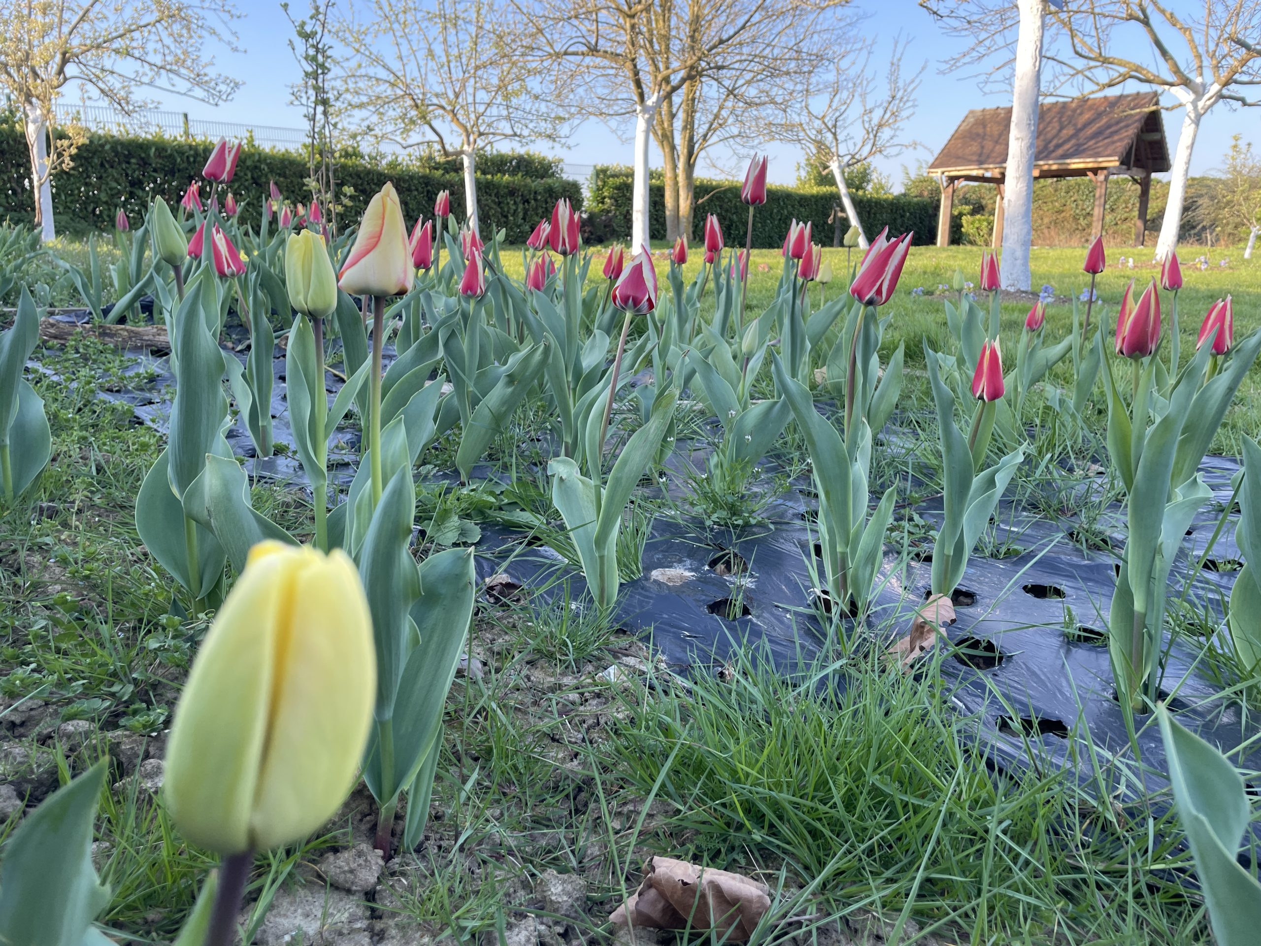 Comme un air de printemps à la SEGPA H2M